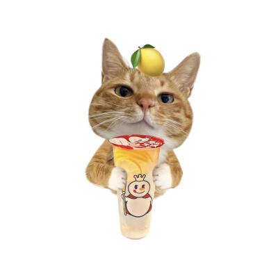 小猫美食白底头像