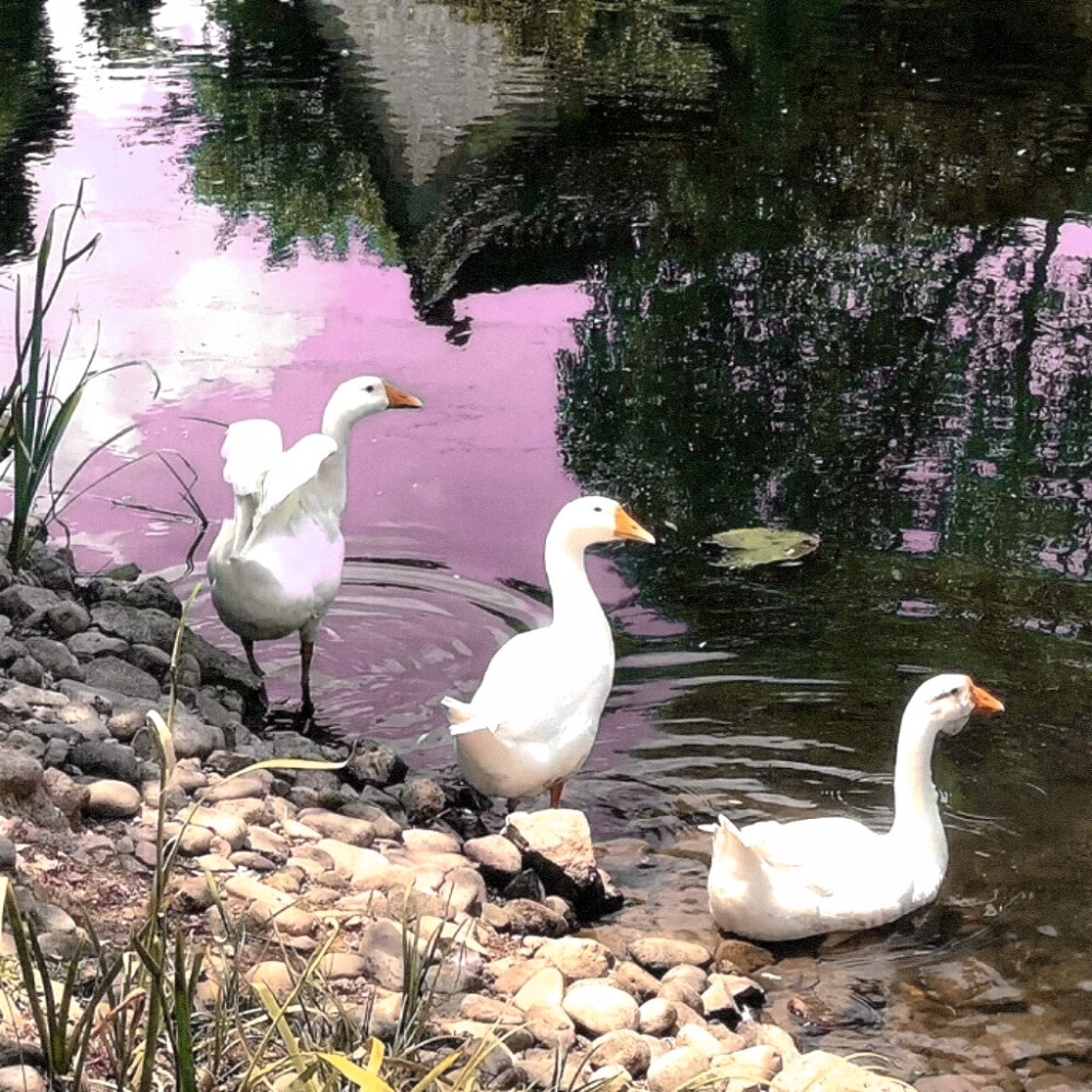 还好 美好占了世界的大多数
起司名札
原程韫