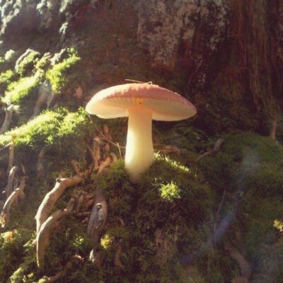 Mushroomcore