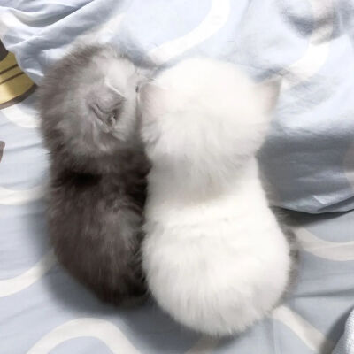 猫猫