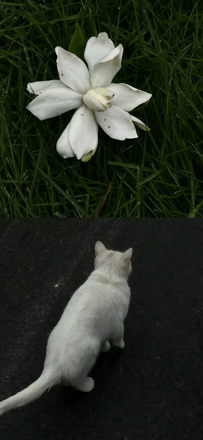 手机壁纸
