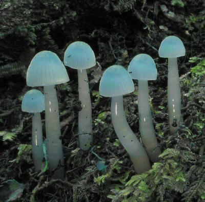 Mushroomcore
