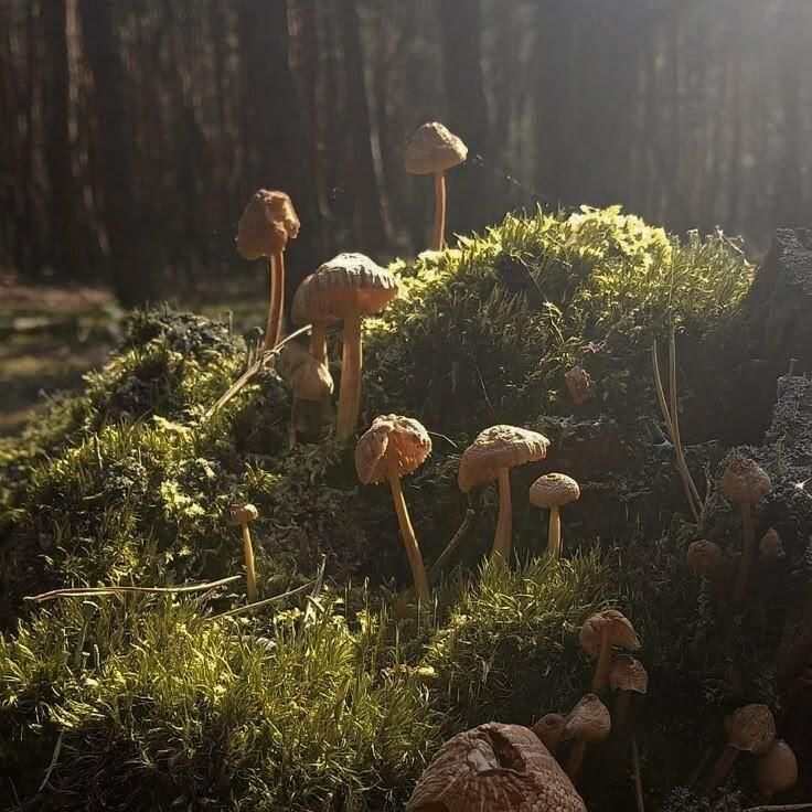 Mushroomcore