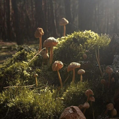 Mushroomcore