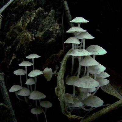 Mushroomcore