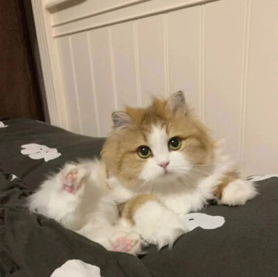 猫猫