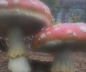 Mushroomcore