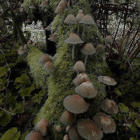 Mushroomcore