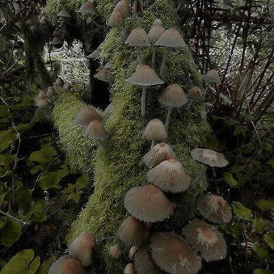 Mushroomcore