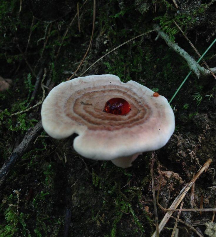 Mushroomcore