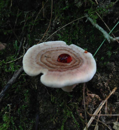 Mushroomcore