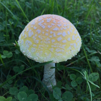 Mushroomcore