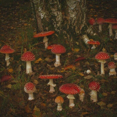 Mushroomcore