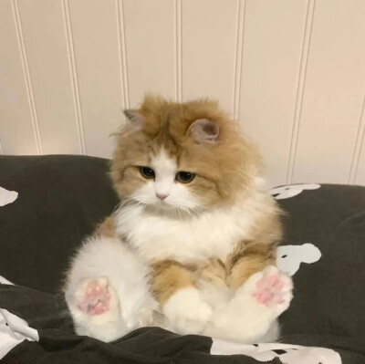 猫猫