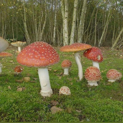 Mushroomcore