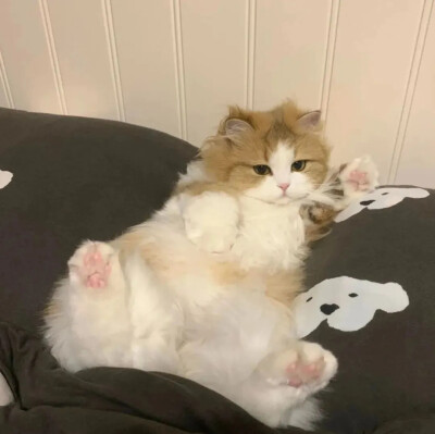 猫猫