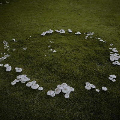 Mushroomcore