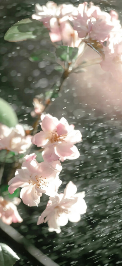 鲜花壁纸