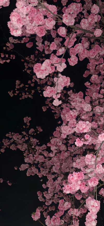 鲜花壁纸