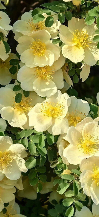 鲜花壁纸