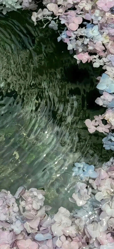 鲜花壁纸