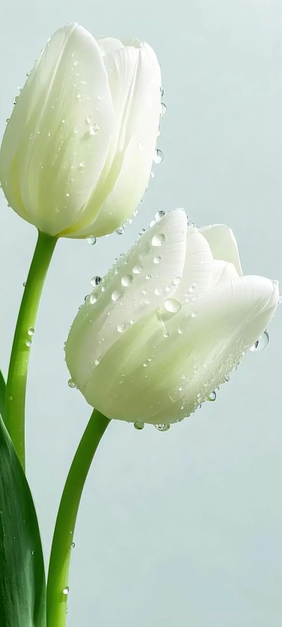 鲜花壁纸