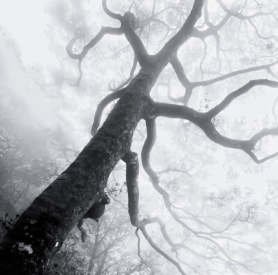 “你想娶妖”
“我想娶你 谁让柳娘子是妖呢”