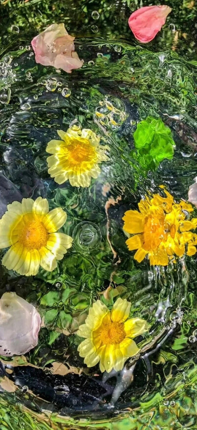 鲜花壁纸
