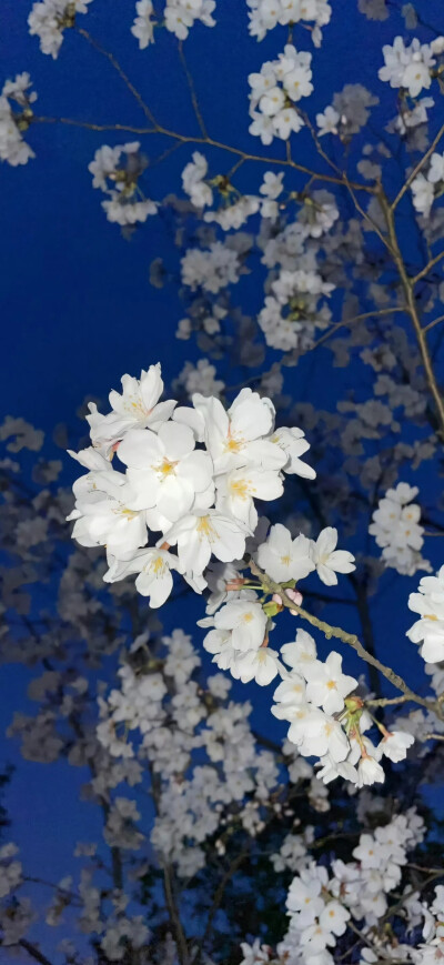 鲜花壁纸