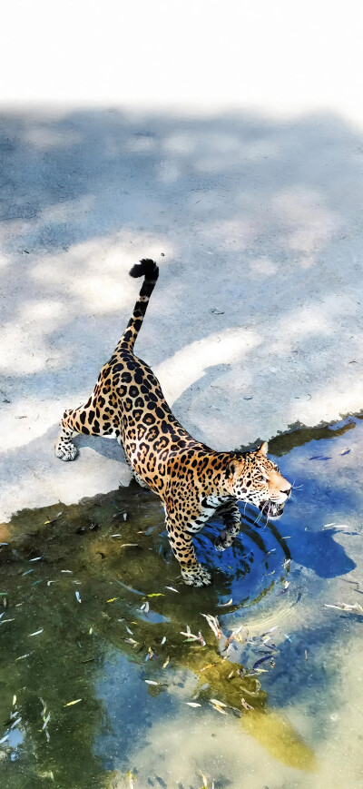 猎豹
