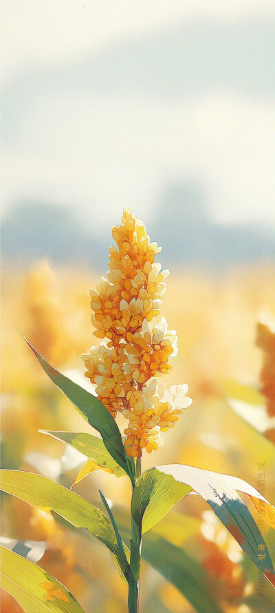 魅族Flyme 24节气壁纸