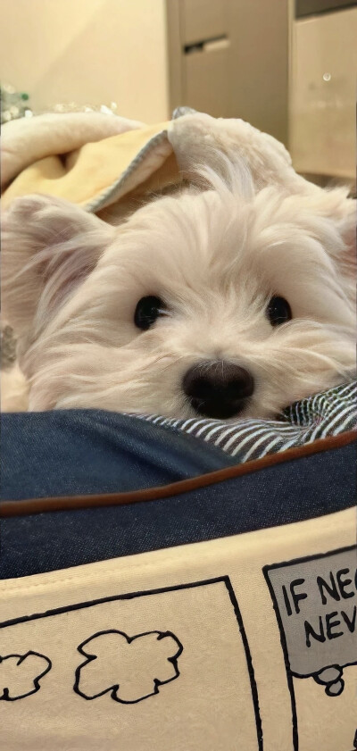 壁纸