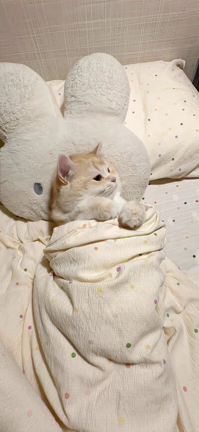 壁纸