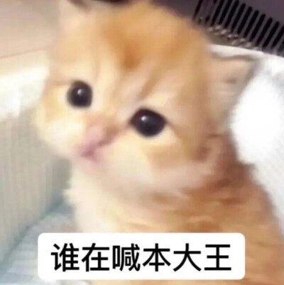 咪咪表情包