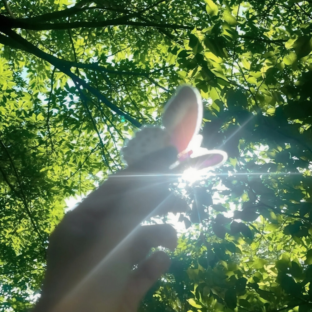  盛夏蝉鸣
