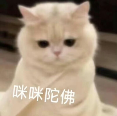 咪咪表情包