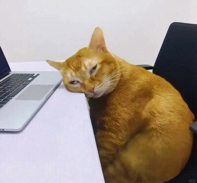上班belike