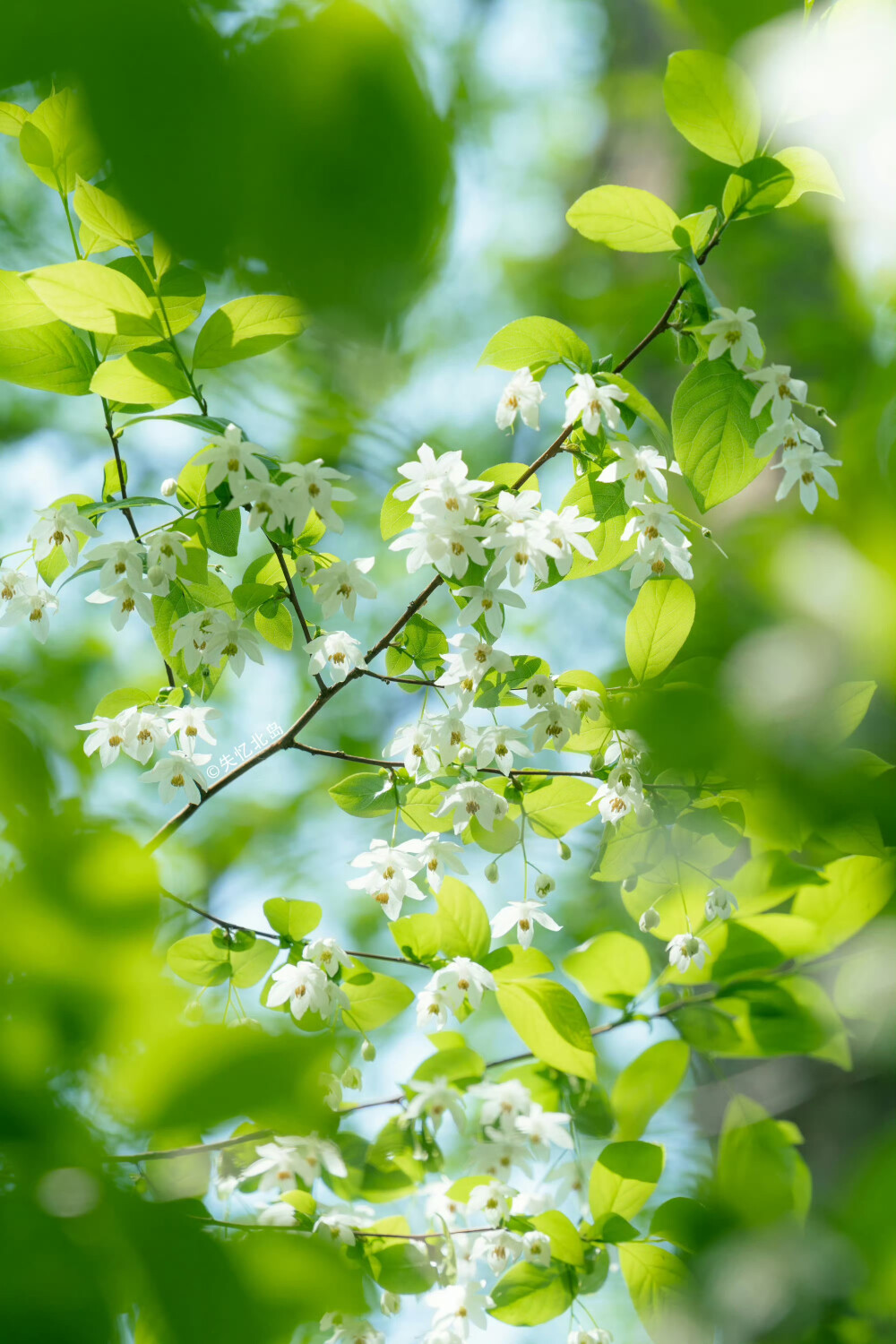 清新简约聊天背景，个性壁纸，锁屏壁纸，来自网络侵删