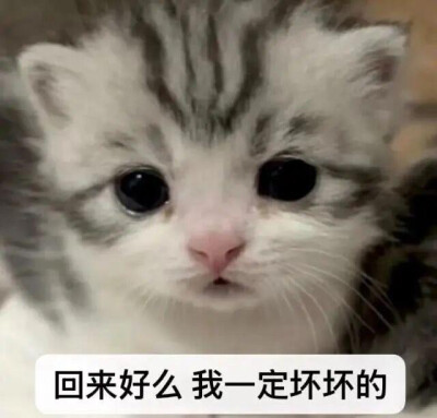 咪咪表情包