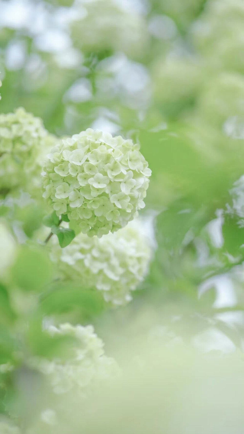 清新简约聊天背景，个性壁纸，锁屏壁纸，来自网络侵删