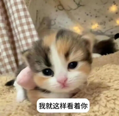 咪咪表情包