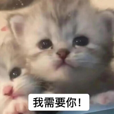 咪咪表情包