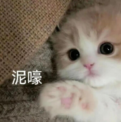 咪咪表情包