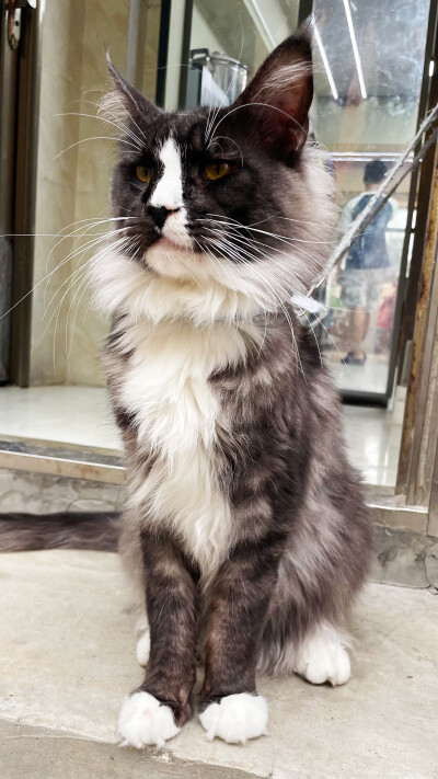 猫咪