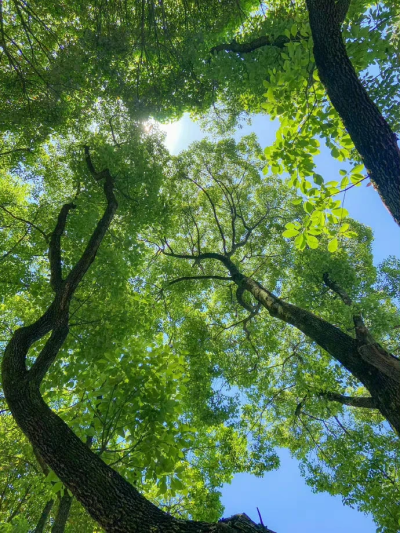 背景