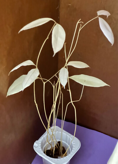 荔枝水培