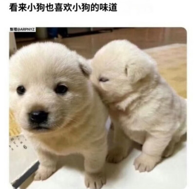 怎么一股小狗味？