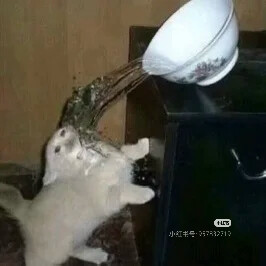 我是不会放弃收集这种图片的