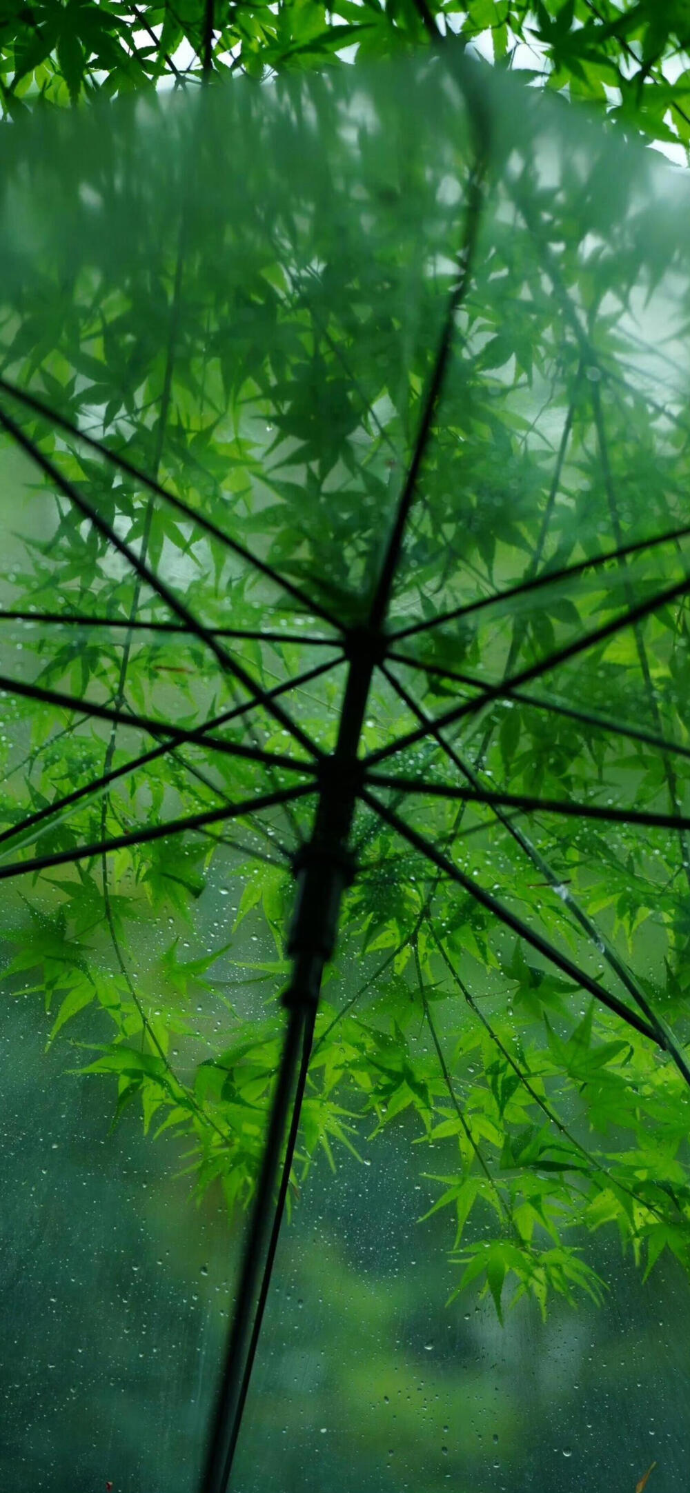 翠意遮雨