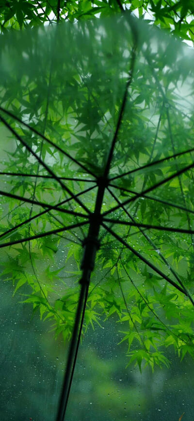翠意遮雨